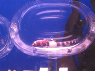 aquarium_bkk-5.jpg