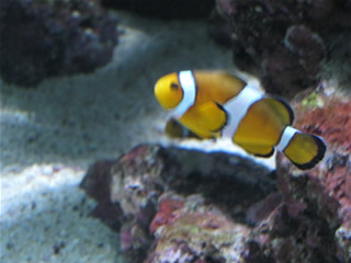 aquarium_bkk-6.jpg