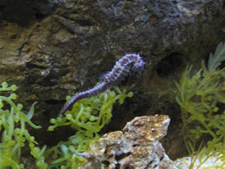 aquarium_bkk-7.jpg