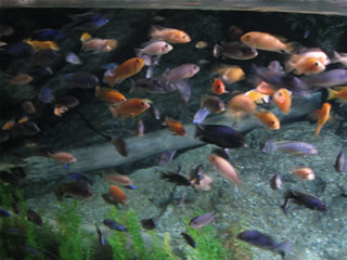 aquarium_bkk-8.jpg