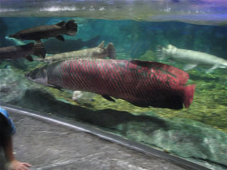 aquarium_bkk-9.jpg
