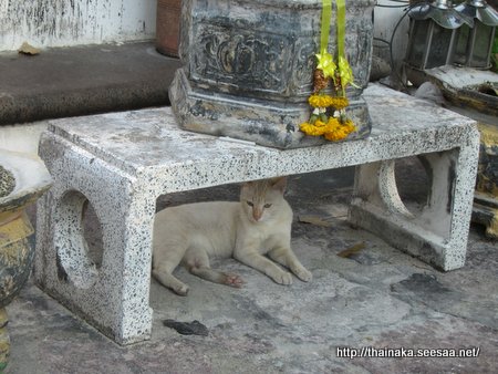 cat_watphor.JPG