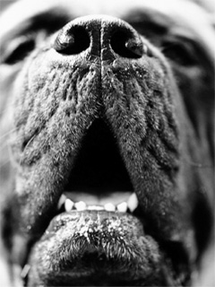犬の口